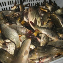池鲤鱼食用1~2公斤