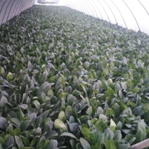 越冬菠菜25~30厘米