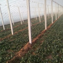 越冬菠菜15~20厘米