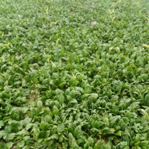 大叶菠菜20~25厘米
