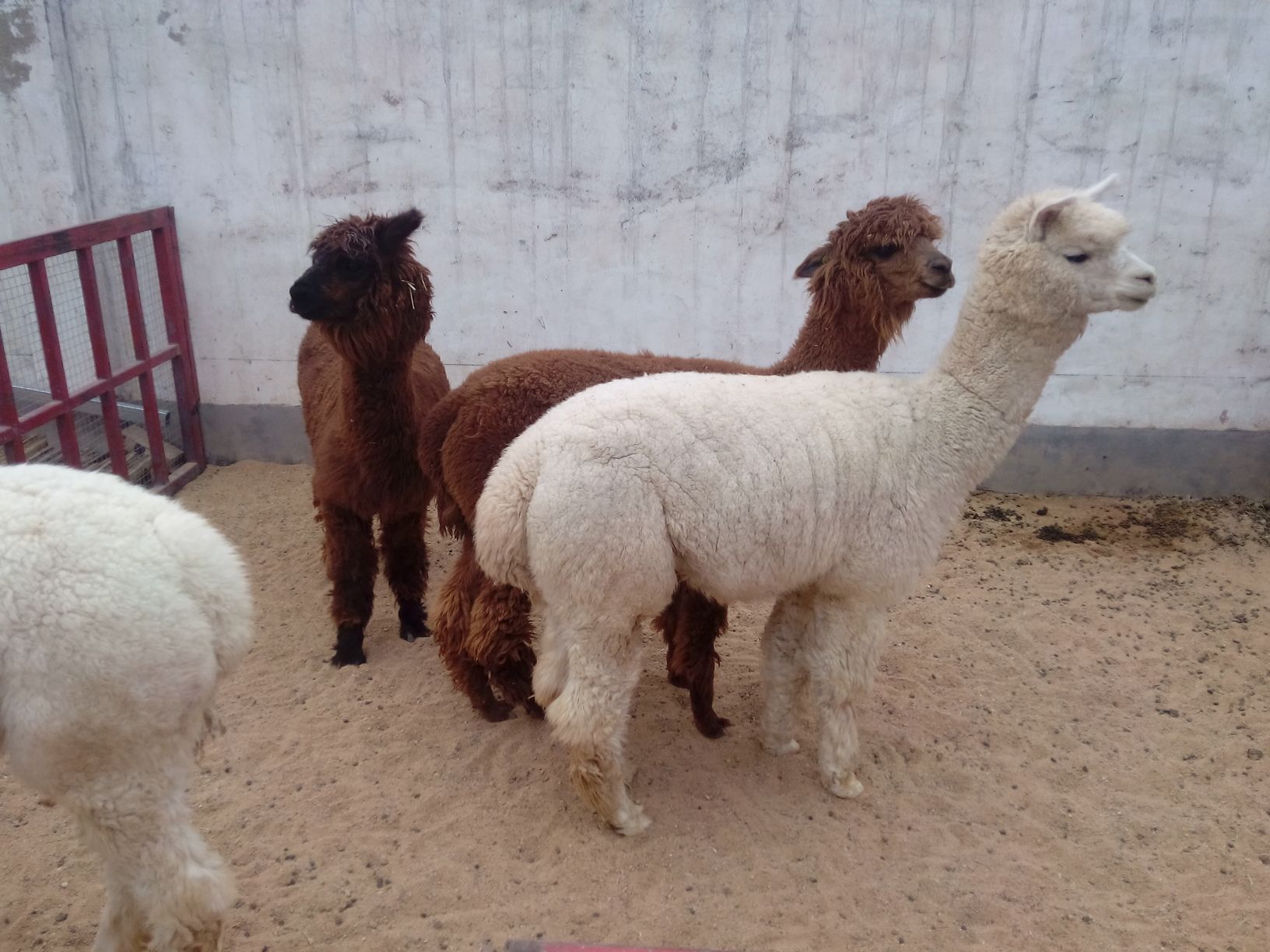 羊驼与骆马在草原上