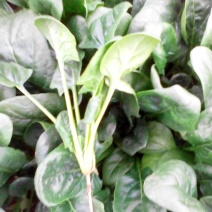 黑叶菠菜15~20厘米
