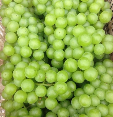 绿无核 8611葡萄可以加工罐头食品,葡萄基地供应