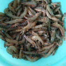 基围虾食用冰鲜虾