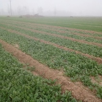 大叶菠菜15~20厘米