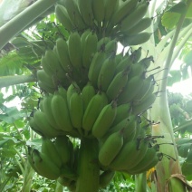 粉蕉八成熟
