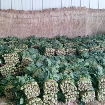 菠菜25~30厘米