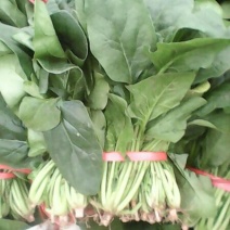 名门菠菜