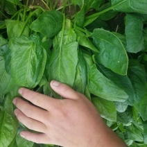 大叶菠菜25~30厘米