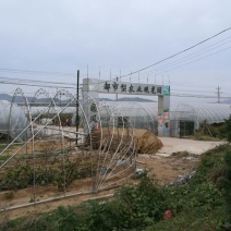 鸭梨200~250g光果