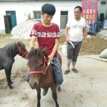 半血马