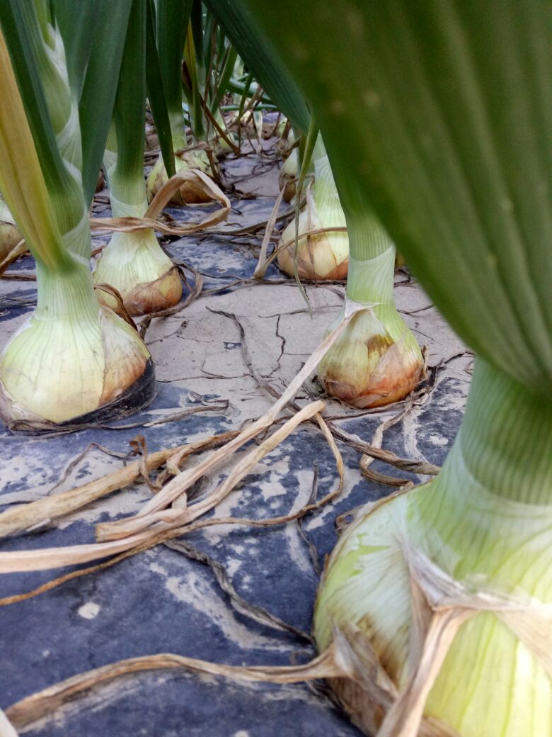 黄皮洋葱 8厘米以上