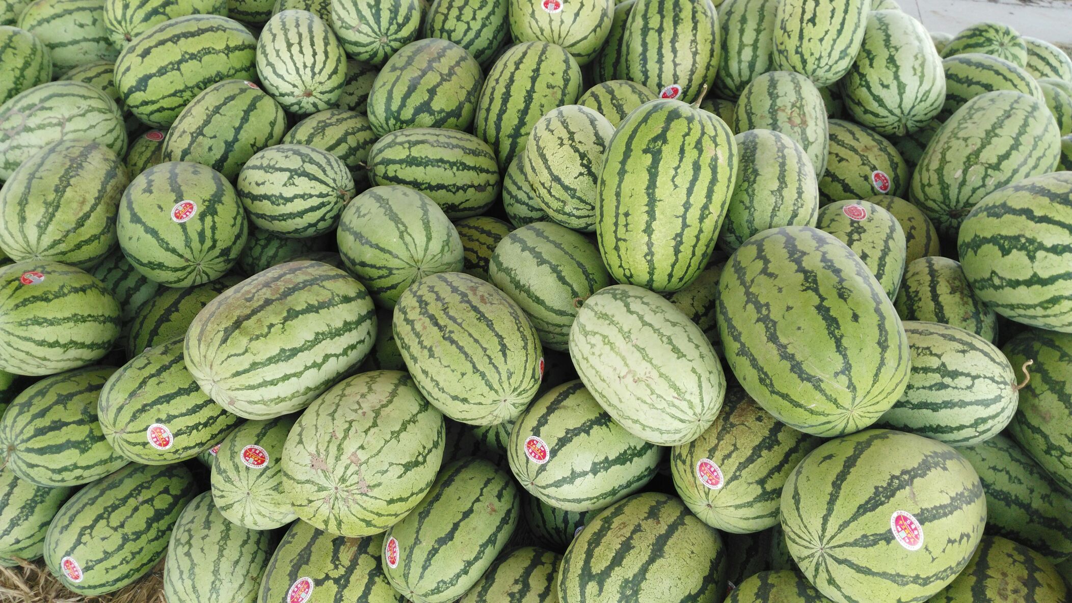 硒砂瓜 10斤打底 9成熟 1茬