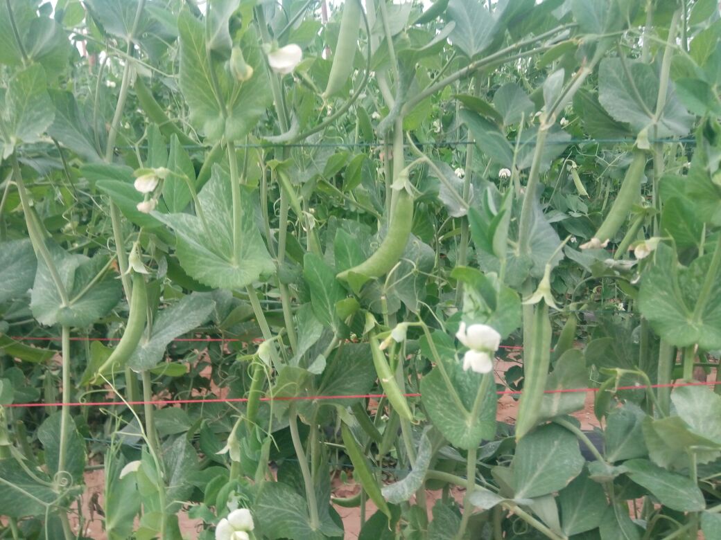 荷兰豆搭架引蔓操作图