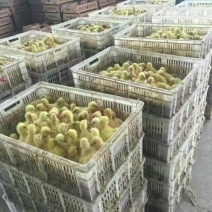 狮头鹅苗250g以下