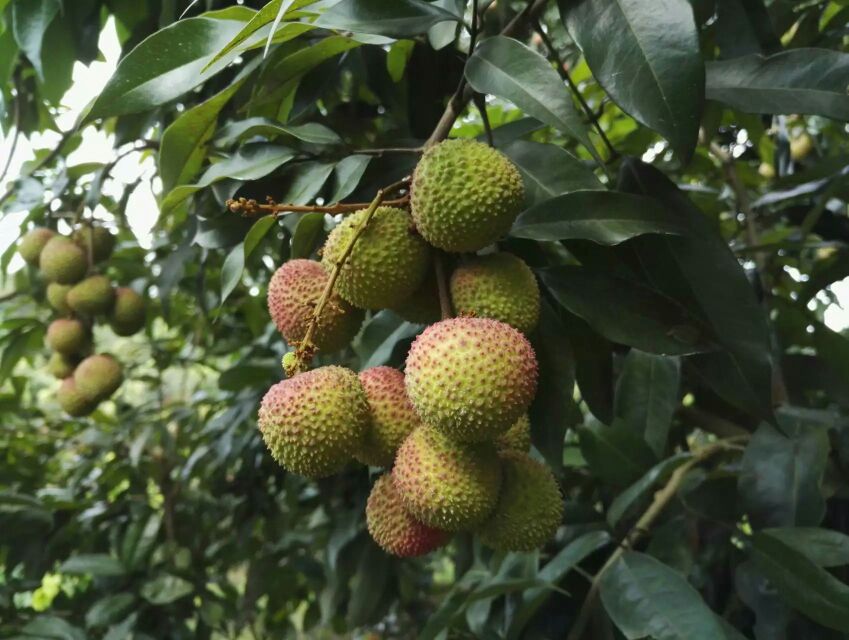 科研实拍:中国热带农业科学院分析测试中心工作台,仪器型号Waters ACQUITY UPLC,色谱柱为BEH C18,流动相为乙腈-0.1%甲酸水溶液,展示荔枝素标准品与样品峰完美重合,证实其定性定量准确性 实验室检测场景:科研人员使用高效液相色谱仪(HPLC)分析大妃子笑荔枝提取液,电脑屏幕显示清晰的荔枝素(Litchitannin)特征峰图谱