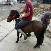 肉马100~200kg