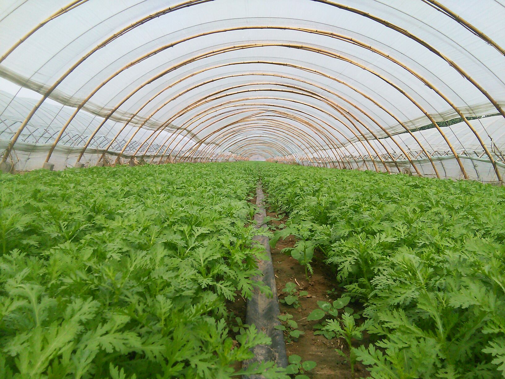 冬季大棚内茼蒿生长状态 茼蒿温室种植场景