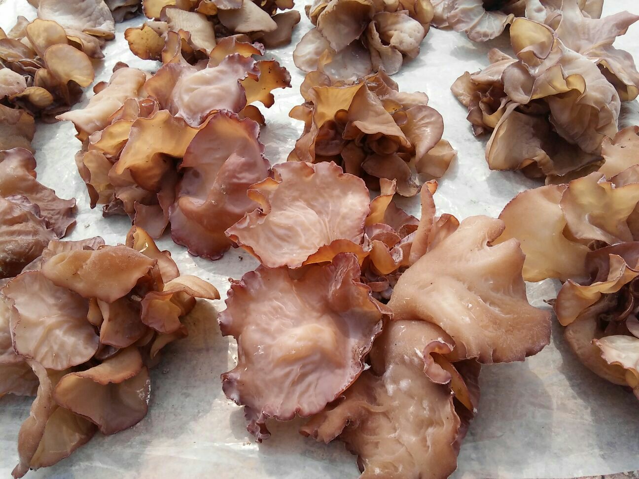 毛木耳新鲜子实体特写：灰褐色耳片背面覆盖细密浅褐色绒毛状短刺，正面呈深紫褐胶质光泽，边缘微波状卷曲，附带清晰标尺显示直径约5–8cm