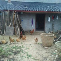 蜀中土鸡