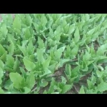 美冠10~15厘米以上