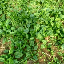 大叶菠菜20~25厘米