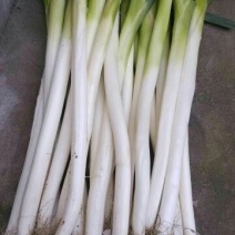 章丘大葱