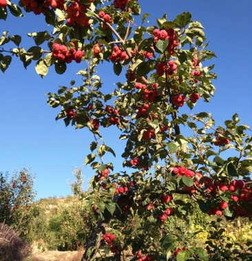 八稜海棠果910g又名花紅富貴果