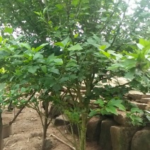 木槿花粉红色大花朵