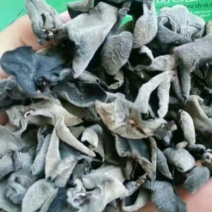 秋耳一级