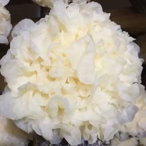 白木耳