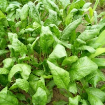 越冬菠菜25~30厘米