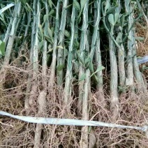 枸橘苗，构橘树苗，积壳树苗