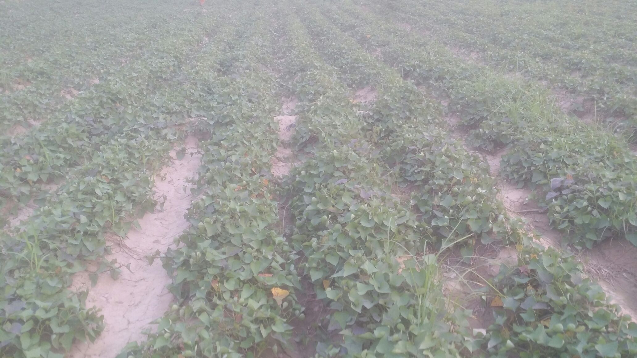 一片茂盛的甘薯种植田,植株叶片浓绿,土壤疏松透气,农民正在田间查看济薯25的生长情况,远处可见农业机械作业痕迹 甘薯田间生长实景图