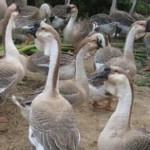 狮头鹅苗
