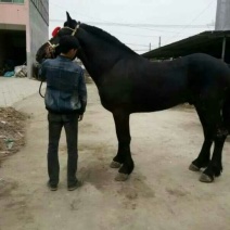 肉马400~500kg