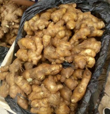 面姜山东优质常年供应产地直销一手货源