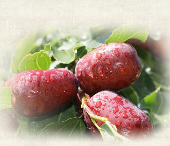 近距离拍摄的新鲜新疆骏枣,果实饱满圆润,表皮光滑呈深红色,部分带有自然光泽和轻微褶皱,背景虚化的枣树枝叶清晰可见,展示其原生态采摘状态 新鲜采摘的新疆骏枣特写