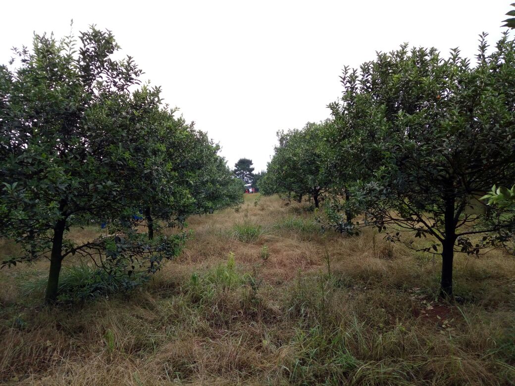 金桔果园种植场景