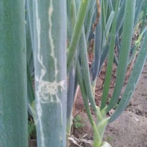 改良葱大葱毛葱3cm左右