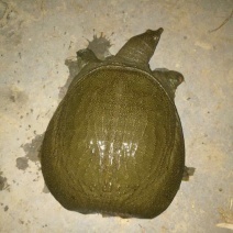 生态甲鱼