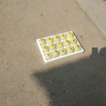 酥梨250~300g光果