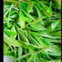 本山茶二级