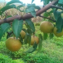 苹果梨150~200g纸箱
