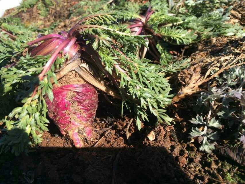 黑玛卡植株与块根特写