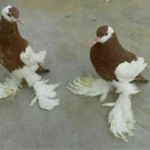 毛脚鸽母