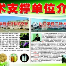 八月瓜