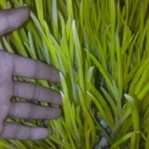 蒜黄40~50cm