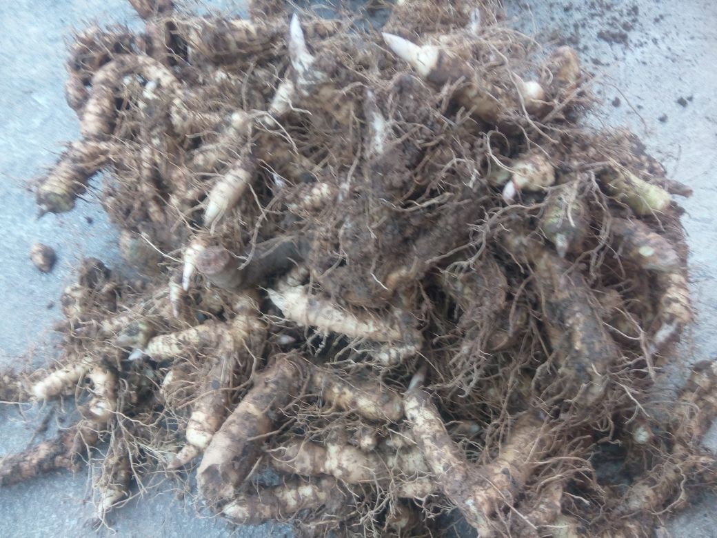 花叶芦竹嫩芽特写