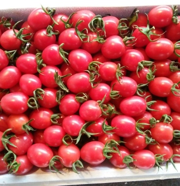 千禧圣女果优质小柿子